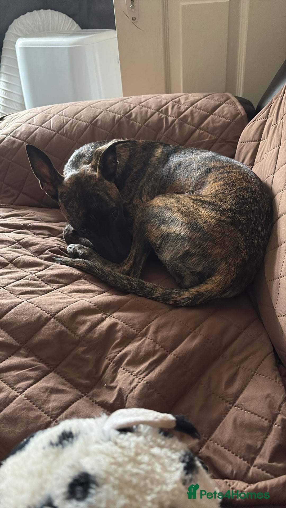 Mixed Breed dogs for sale: Whippet x lakeland terrier - Image 8