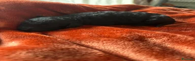 Cockapoo 2