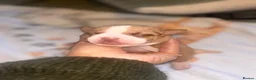 Mixed Breed dogs for sale: Stunning American bulldog staff  - Advert 9