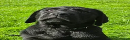 Labrador Retriever dogs for sale: Labrador puppies from a 5 Star License Breeder  - Advert 2