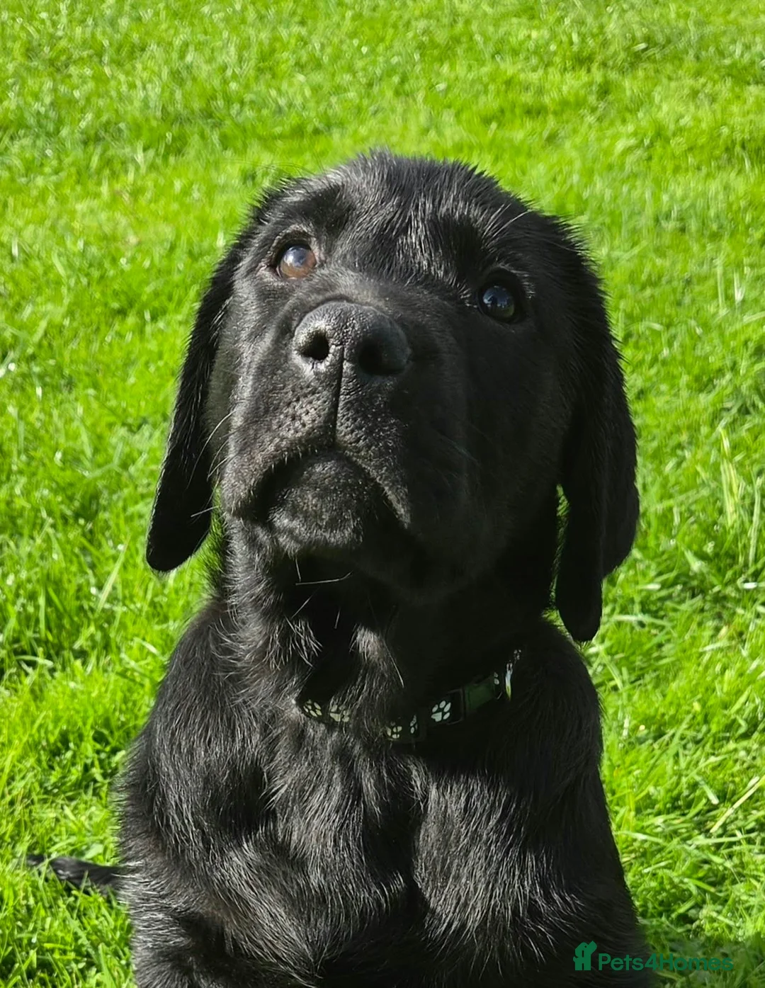 Labrador Retriever dogs for sale: Labrador puppies from a 5 Star License Breeder  - Advert 2