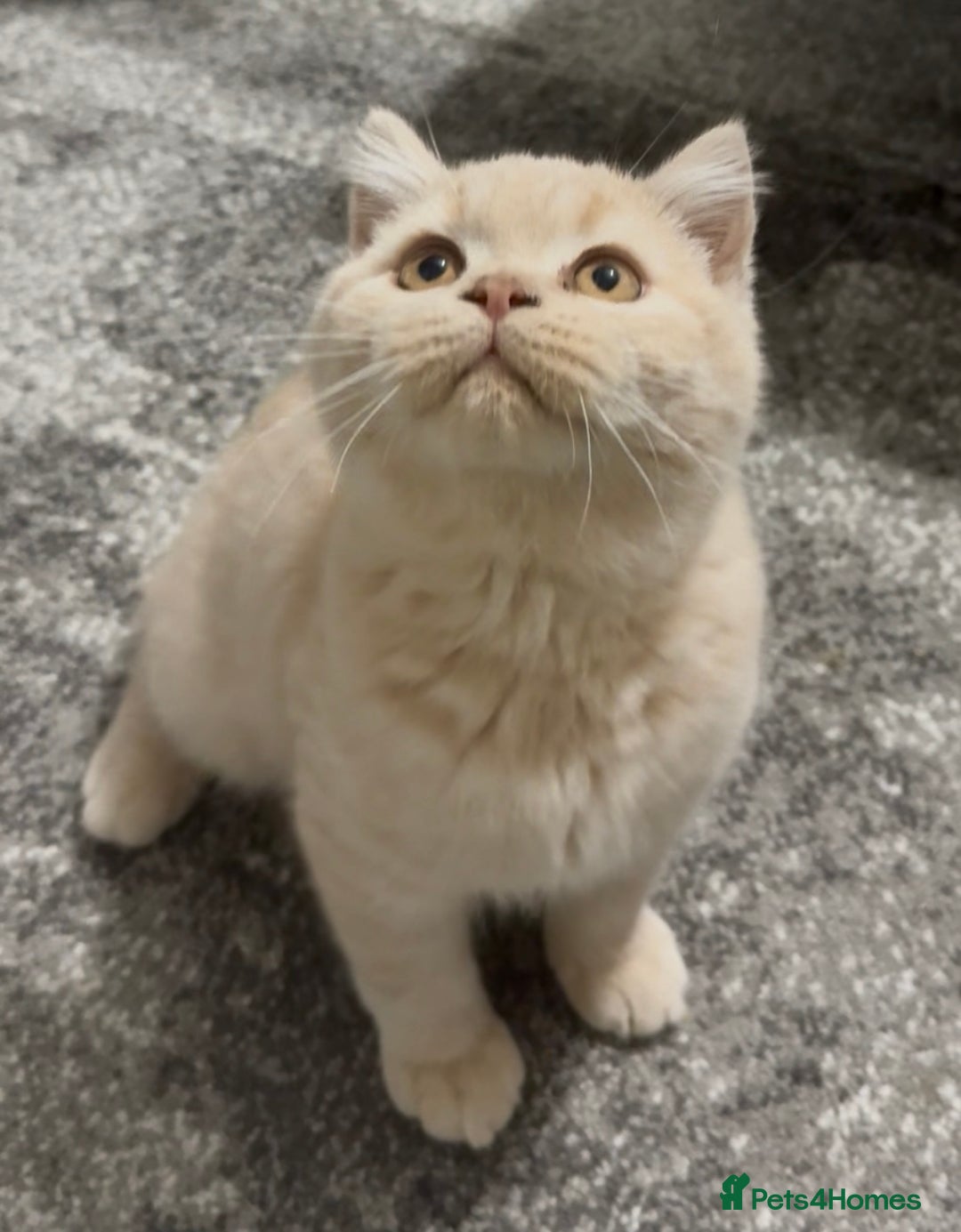 British Shorthair cats for sale: GCCF registered cream bsh boy - Advert 7