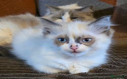 Ragdoll cats for sale:  ragdoll kittens parents gccf registered  - Image 19