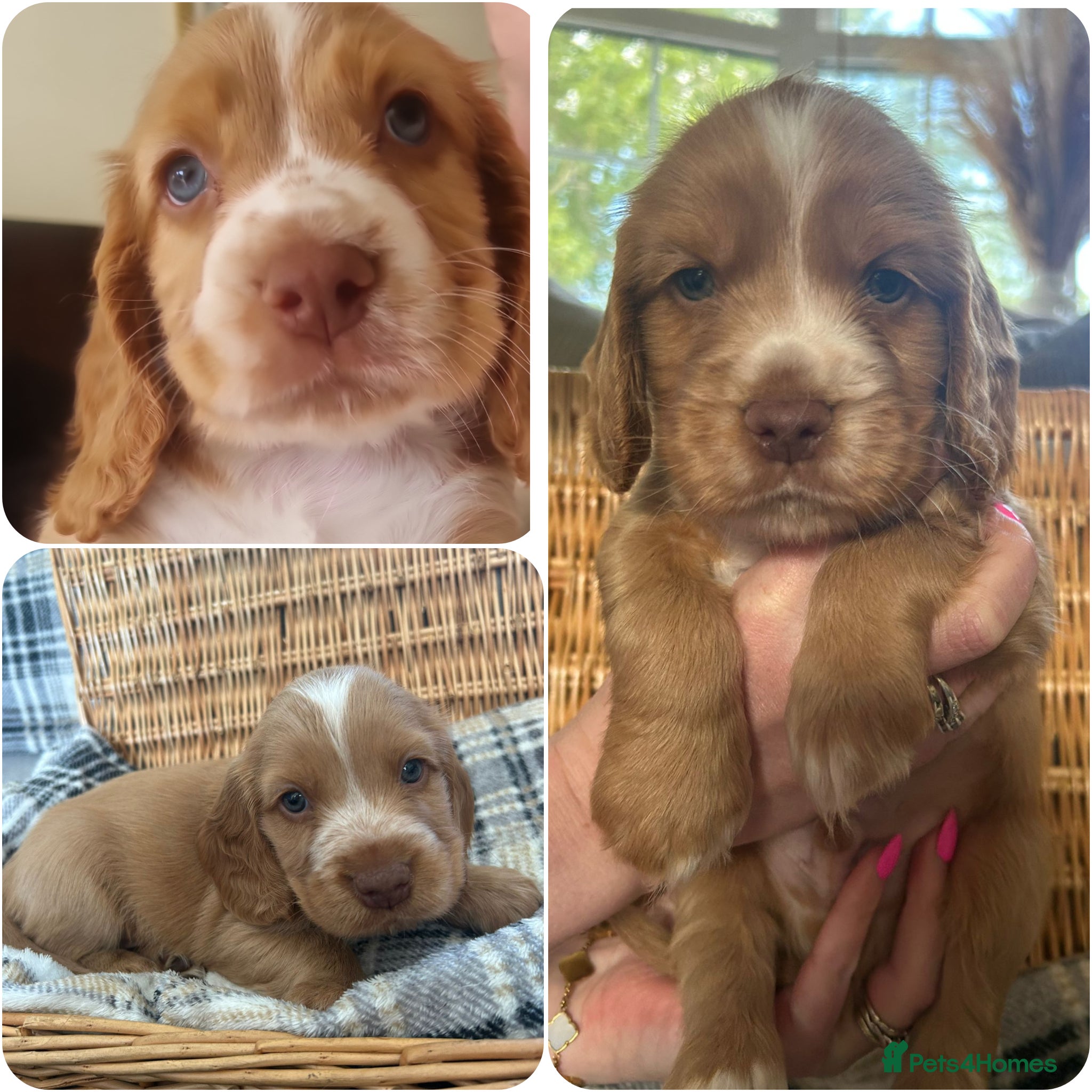 Cocker Spaniel dogs Beautiful Cocker Spaniel Boys For Sale - Advert 2