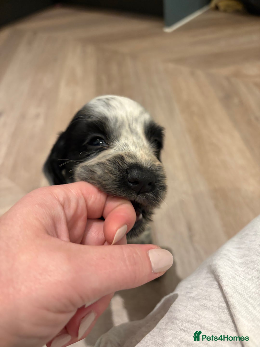 Cocker Spaniel dogs for sale: Adorable cocker spaniel puppies  - Advert 8
