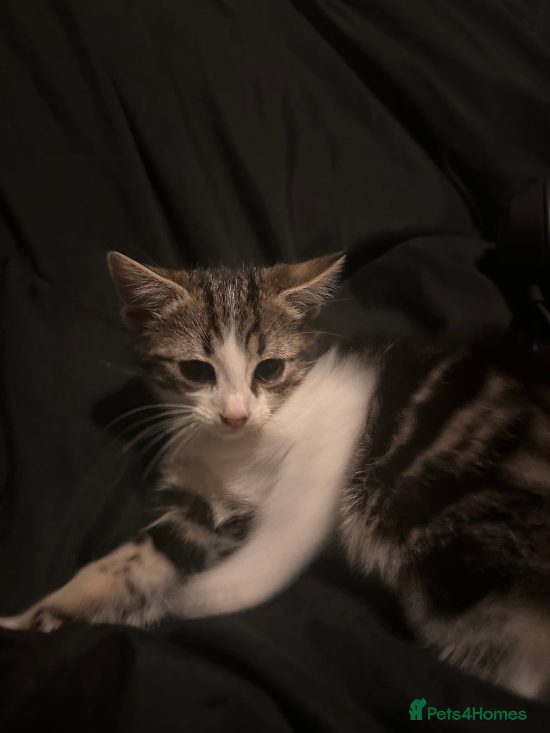 Mixed Breed cats for sale: Bengal mixed kittens  - Advert 12