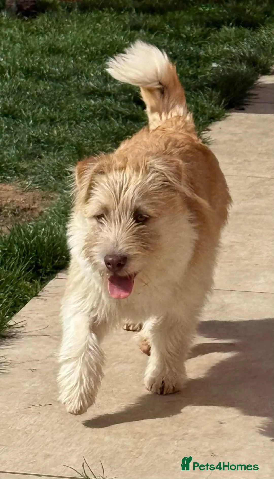 Mixed Breed dogs for adoption: Waffles  - Advert 1