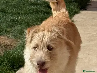 Mixed Breed dogs Waffles - Advert 2