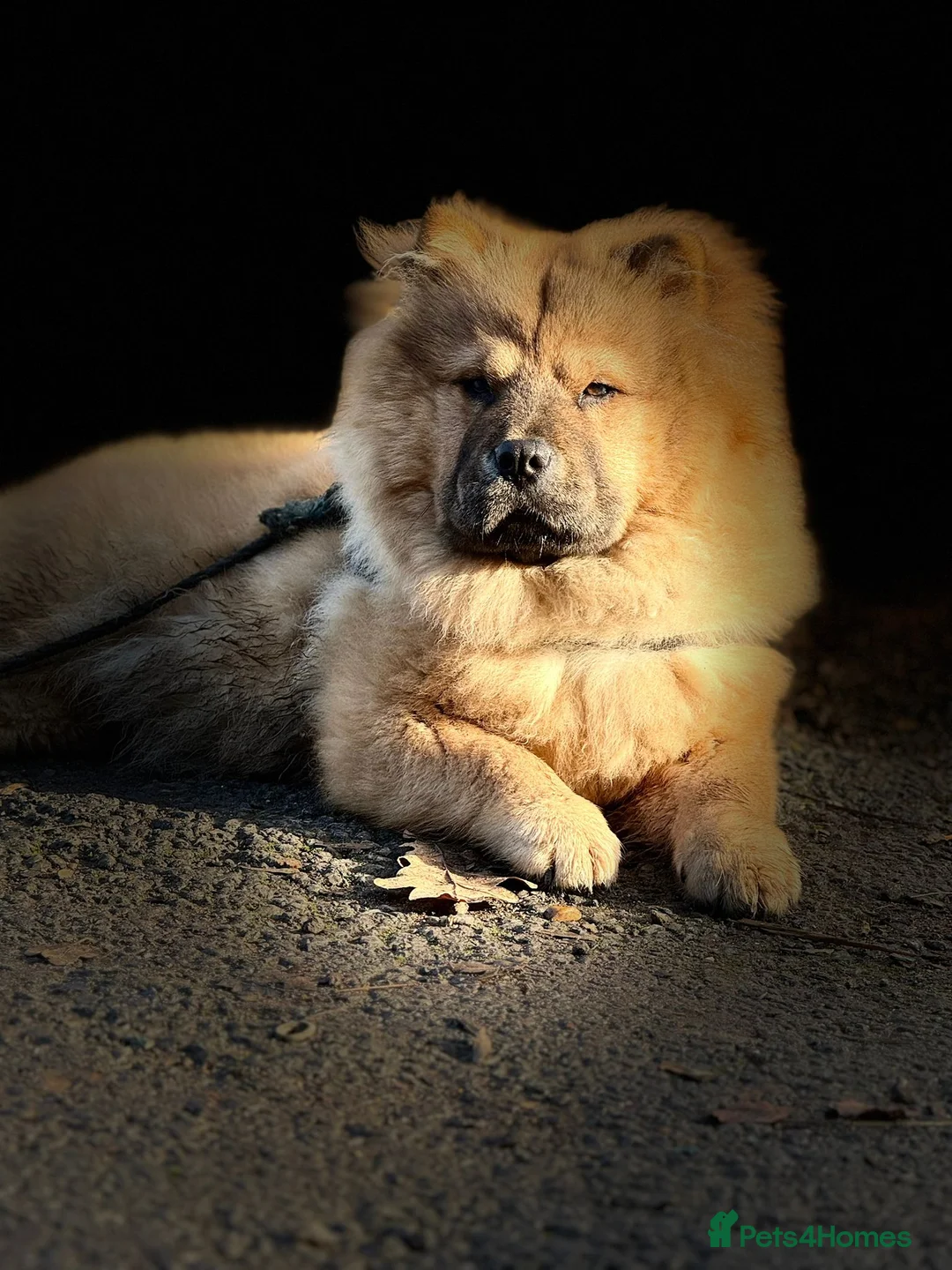 Gallery Image {{count}}