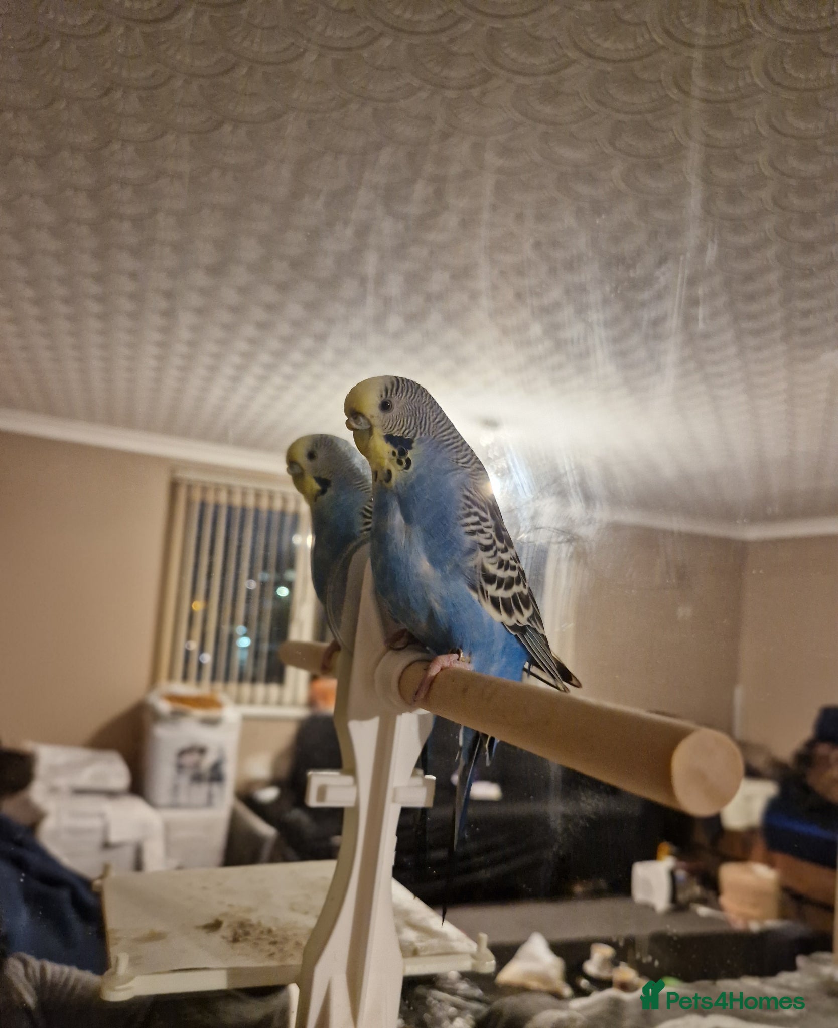 Budgerigars birds Need to rehome budgie, 9 years old - Advert 1