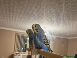 Budgerigars birds Need to rehome budgie, 9 years old - Advert 5