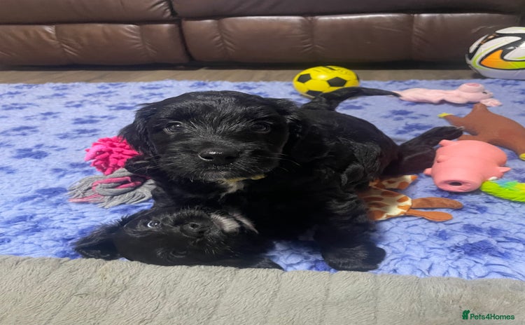 Cockapoo dogs - Advert 1