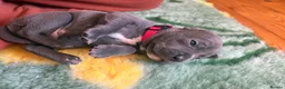 Staffordshire Bull Terrier dogs for sale: KC-Quality,Champion Bloodline,Blue Staffy Pups - Advert 13