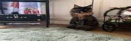 Maine Coon cats for sale: 🐾 Beautiful Maine Coon Tortie Female  - Advert 3