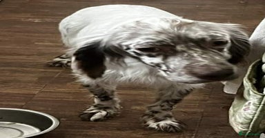 English Setter dogs - Advert 9