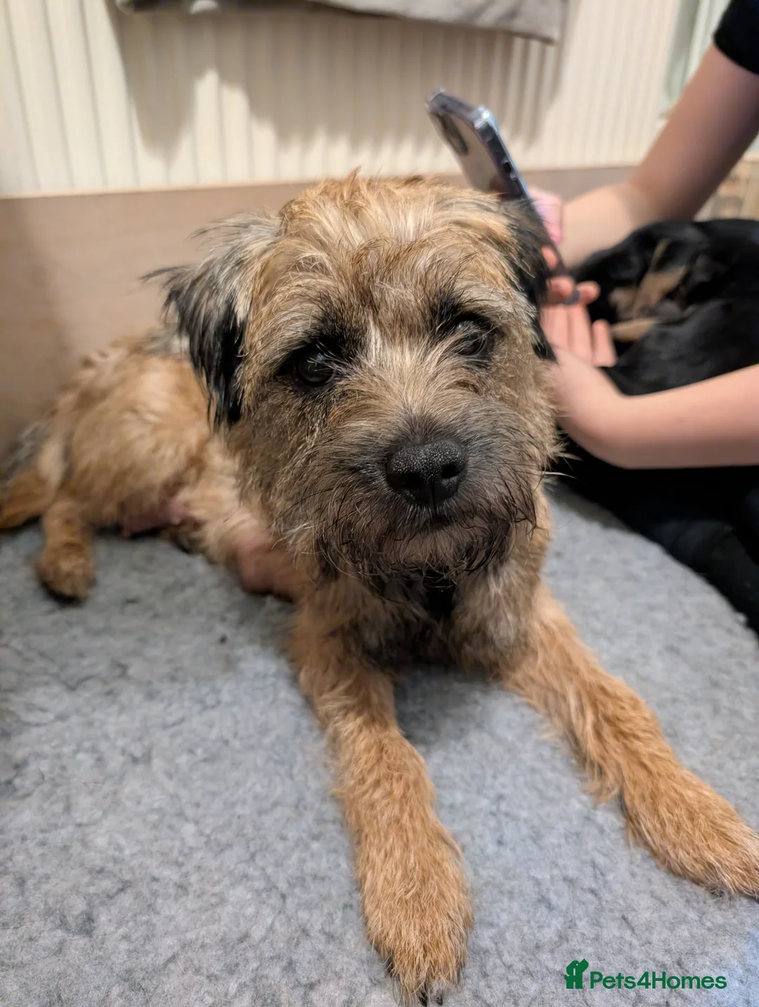 Border Terrier dogs for sale: Beautiful Border Terrier Puppies - Advert 27