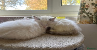 Ragdoll cats - Advert 9