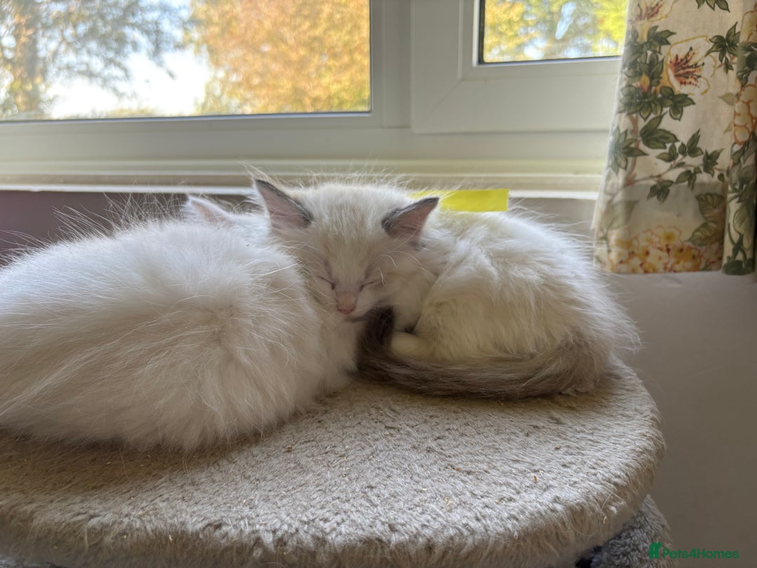 Ragdoll cats for sale: 5 Ragdoll kittens ready to go now  - Image 2
