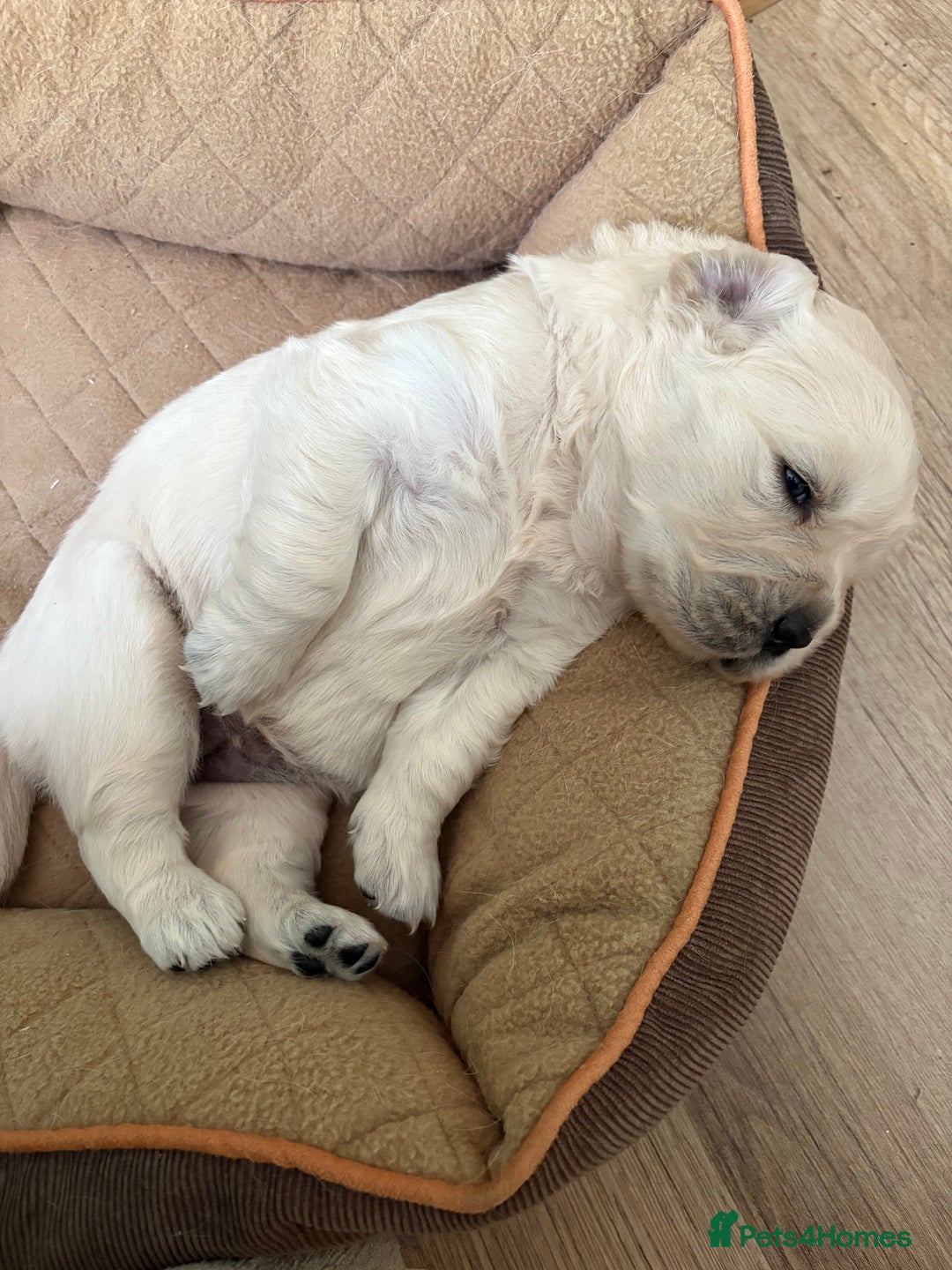 Golden Retriever dogs for sale: KC registered Golden retriever boy puppy - Advert 5