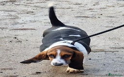 Basset Hound dogs for sale: Fabulous Small Basset - Advert 3