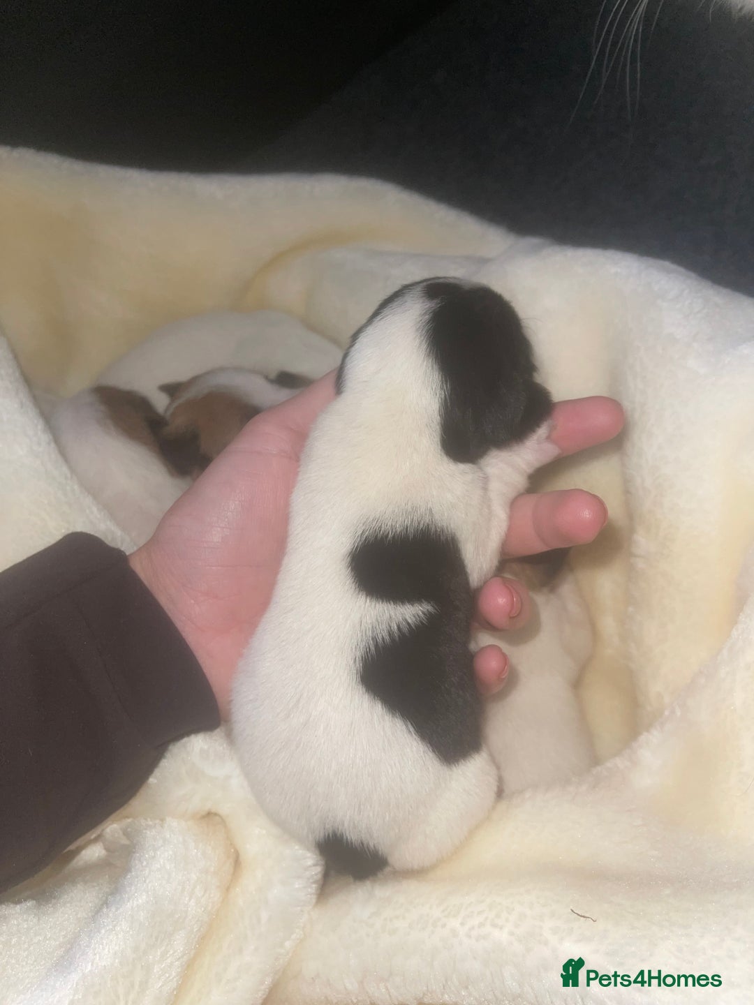 Jack Russell dogs for sale: Miniature Jack Russell puppies🐶 - Advert 5