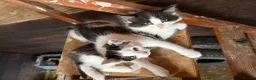 Mixed Breed cats for sale: Kitten  - Advert 3