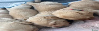 Labrador Retriever 4