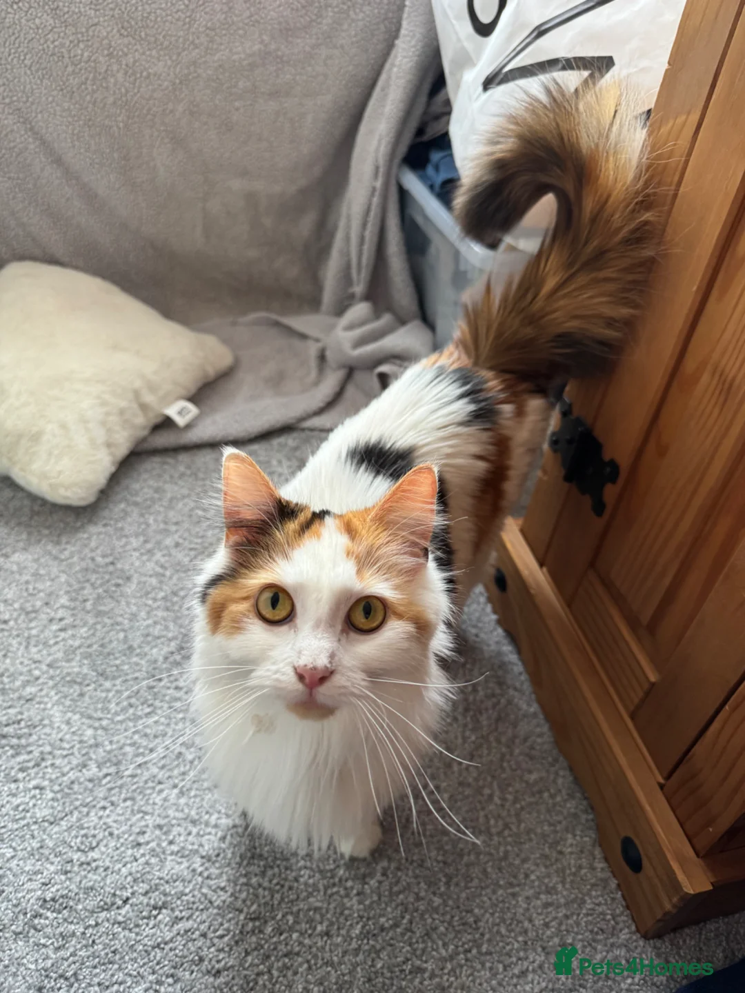 British Longhair cats for sale: Kittens  in Haltwhistle - Advert 32