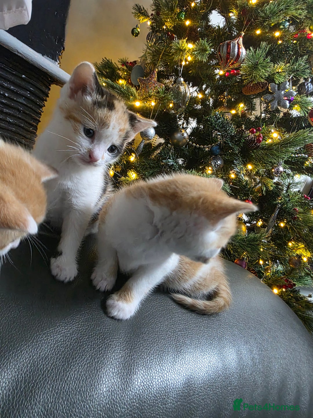 Mixed Breed cats for sale: Beautifull Kittens ready to go  - Advert 17