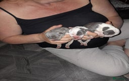 Staffordshire Bull Terrier dogs for sale: Blue tri Staffordshire bull terrier pups for sale  - Image 8