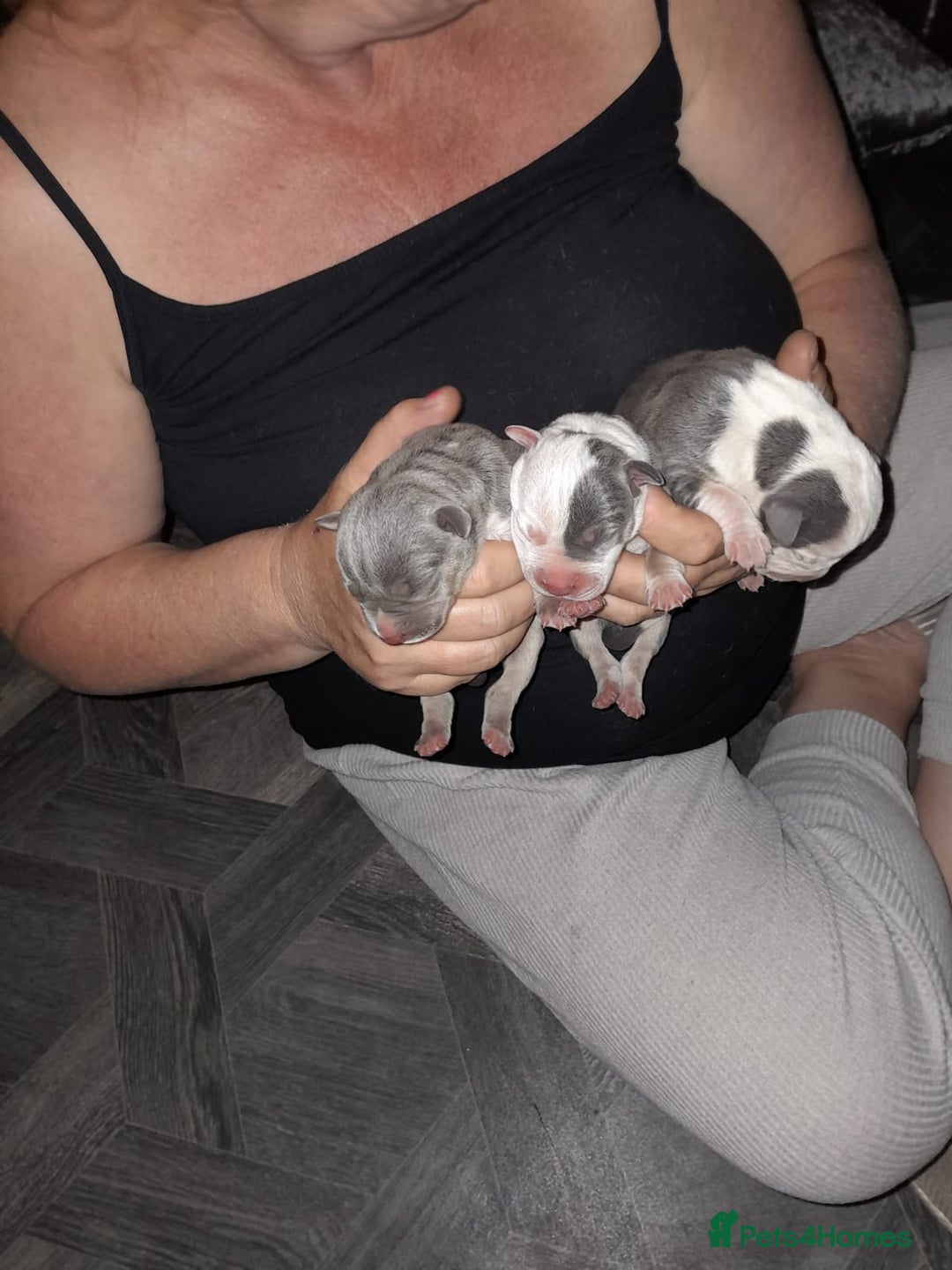 Staffordshire Bull Terrier dogs for sale: Blue tri Staffordshire bull terrier pups for sale  - Image 8