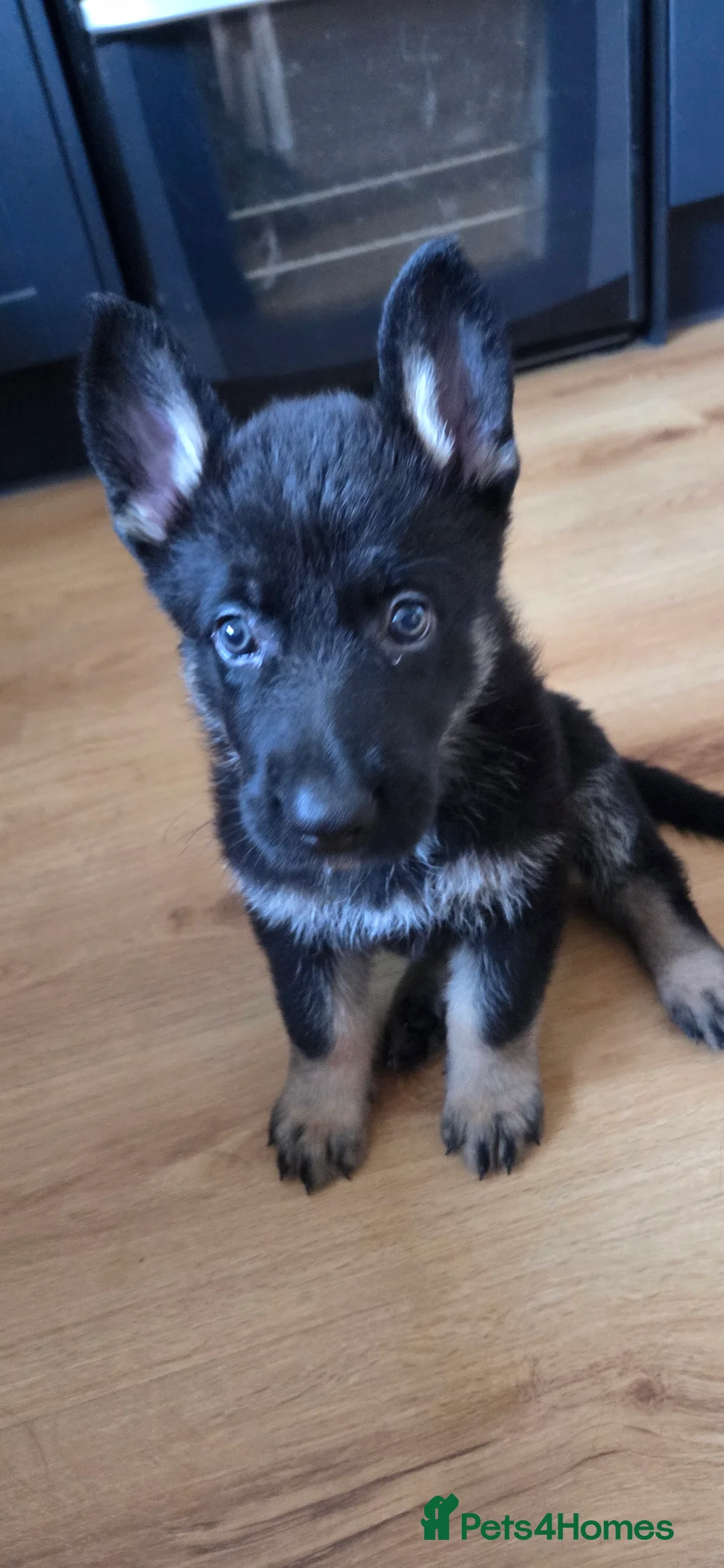 German Shepherd dogs for sale: WORKING LINE GSD PUPPIES - Advert 2