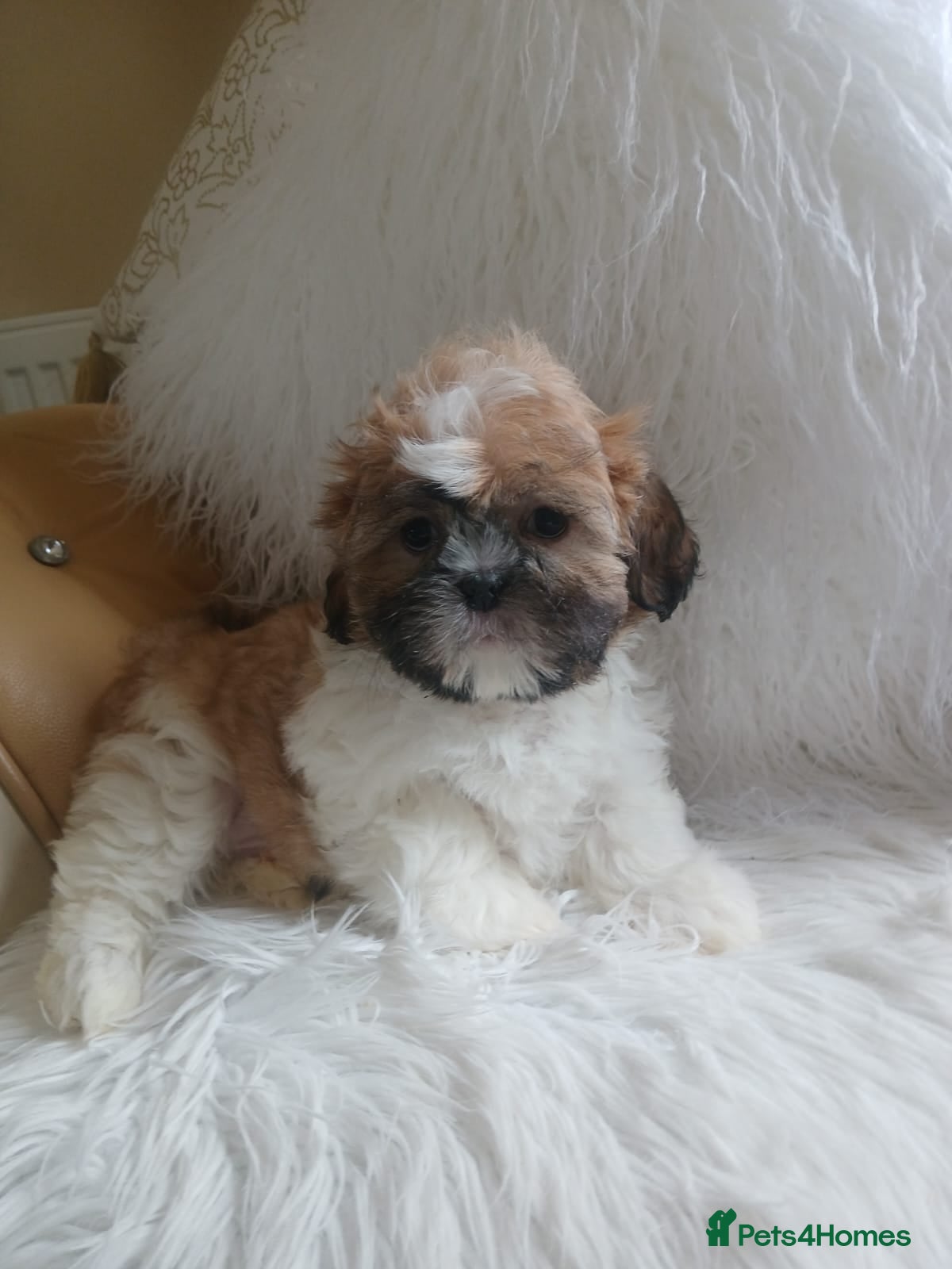 Shih Tzu dogs Shih tzu puppies - Advert 1