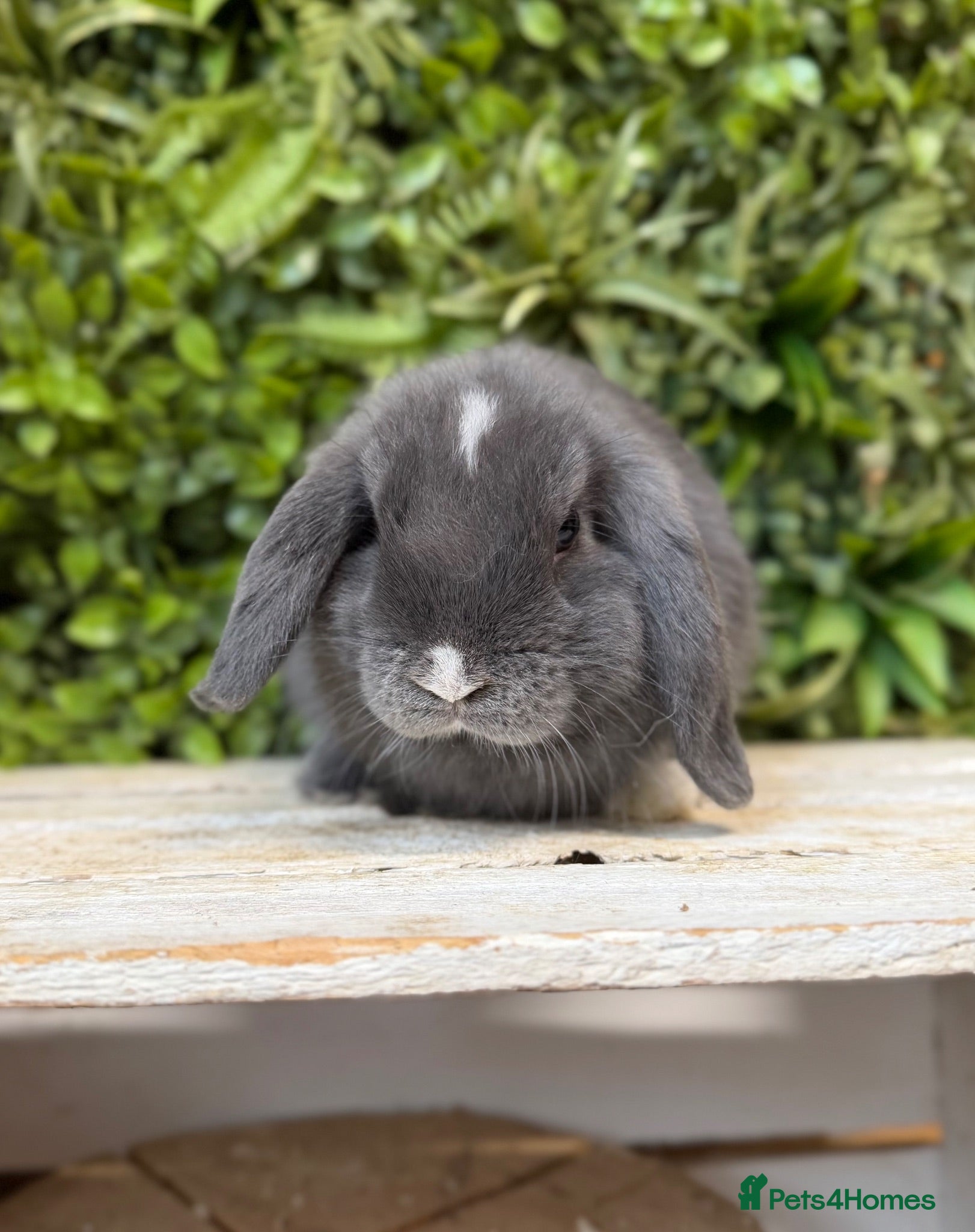 Mini Lop rabbits Mini lop girl  - Advert 1
