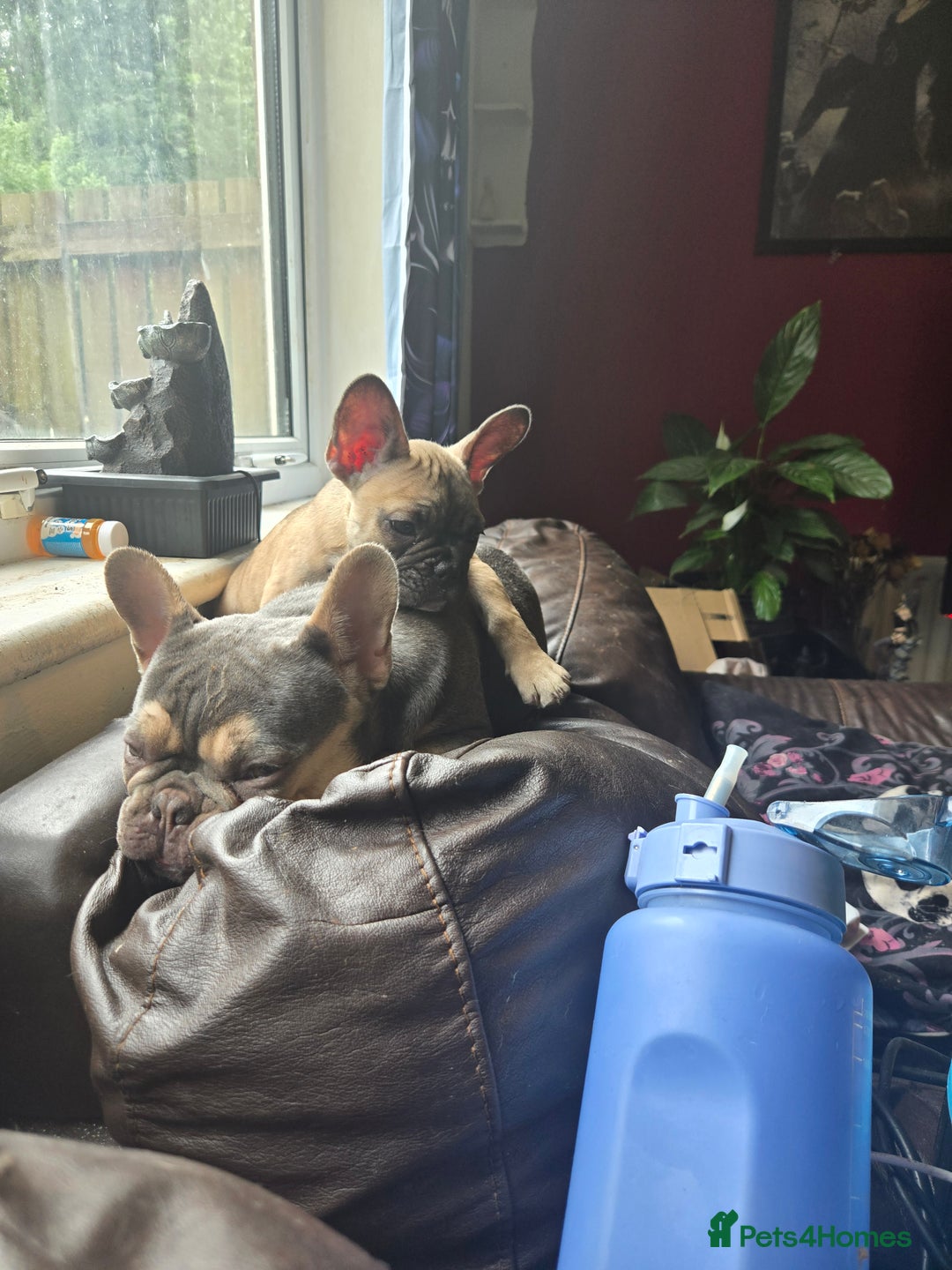 French Bulldog dogs for sale: Rare Sable Frenchie–Raised Right & Ready Now! 🍼🐾 in Preston - Image 27