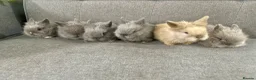 Lionhead rabbits for sale: Adorable Lionhead Bunnies - Advert 4