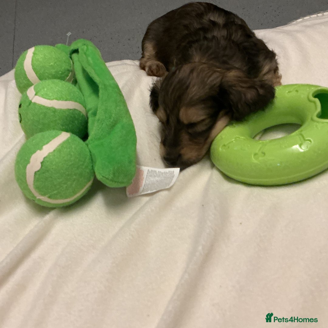 Miniature Dachshund dogs for sale: REDUCED!! Only one long hair miniature girl left!  in Sudbury - Image 33