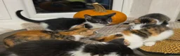 Mixed Breed cats for sale: ​🐾 6 Beautiful Kittens ready to go 💙🩷 - Advert 19