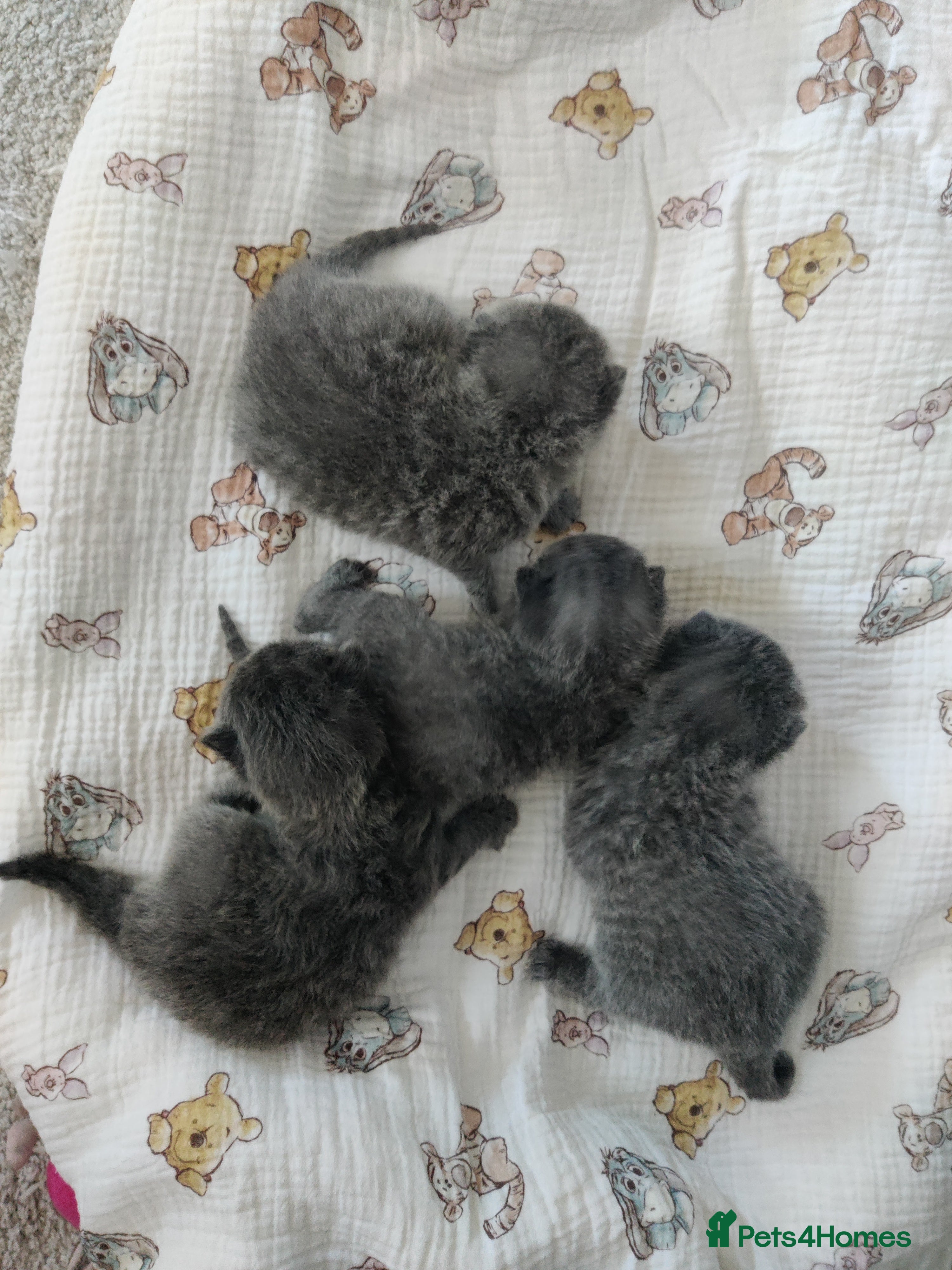 Russian Blue Kitten 4