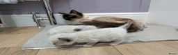 Ragdoll cats for sale: Beautiful Ragdolls - Advert 20
