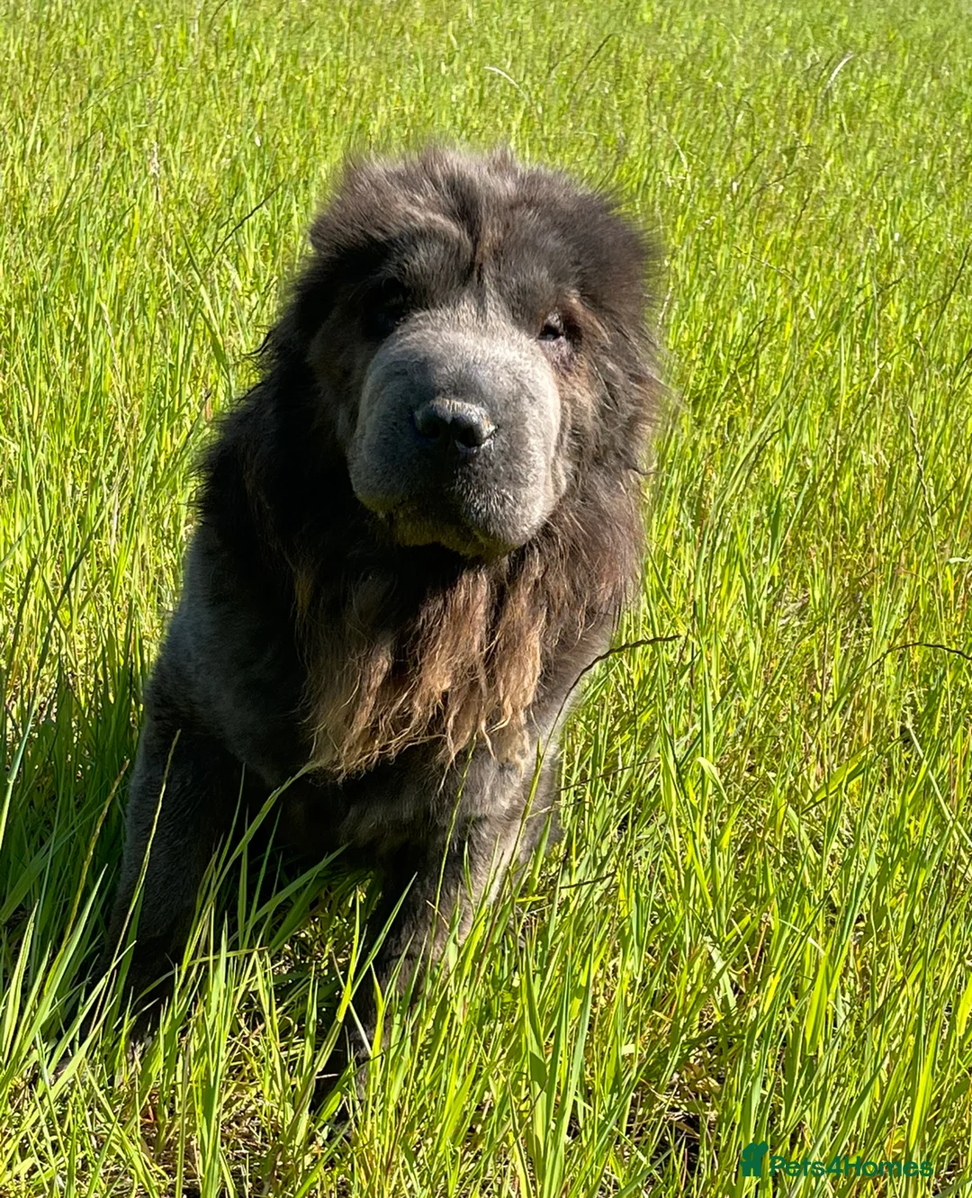 Shar Pei dogs for stud: BEST 🏆 Blue bear & chocolate & tan bear 🐻 in Hornchurch - Advert 25