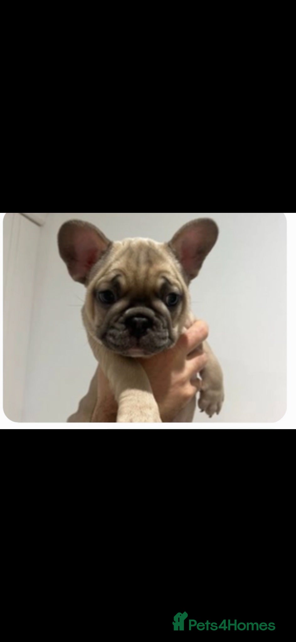 French Bulldog dogs French bulldog for stud. - Advert 1