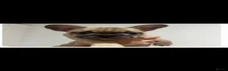 French Bulldog dogs for stud: French bulldog for stud. - Advert 1