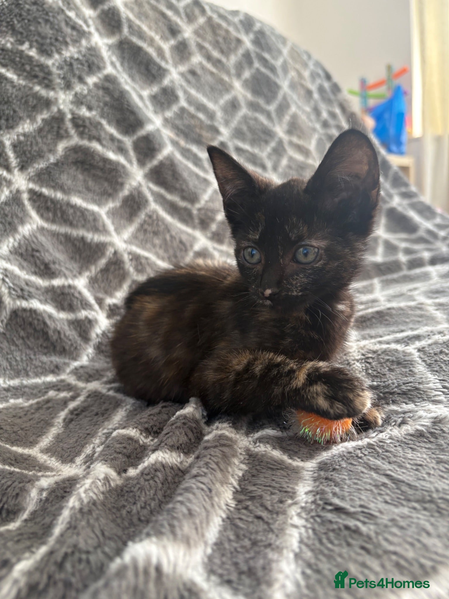 Mixed Breed cats Beautiful kitten ready to go 🐾 - Advert 5