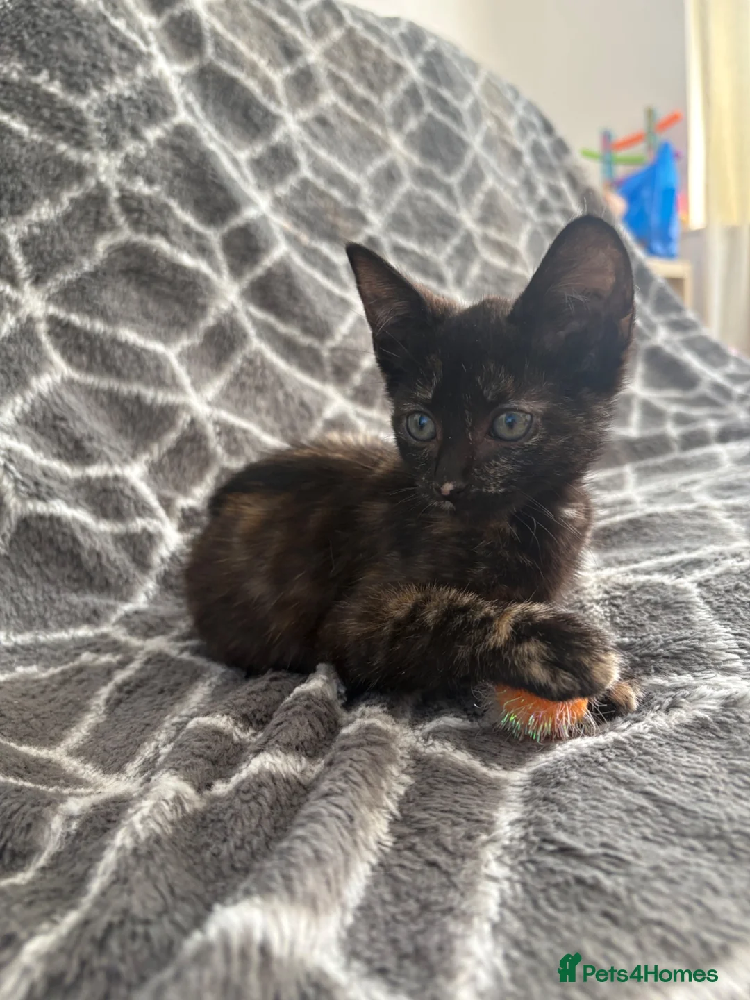 Mixed Breed cats for sale: Beautiful kitten ready to go 🐾 - Advert 1