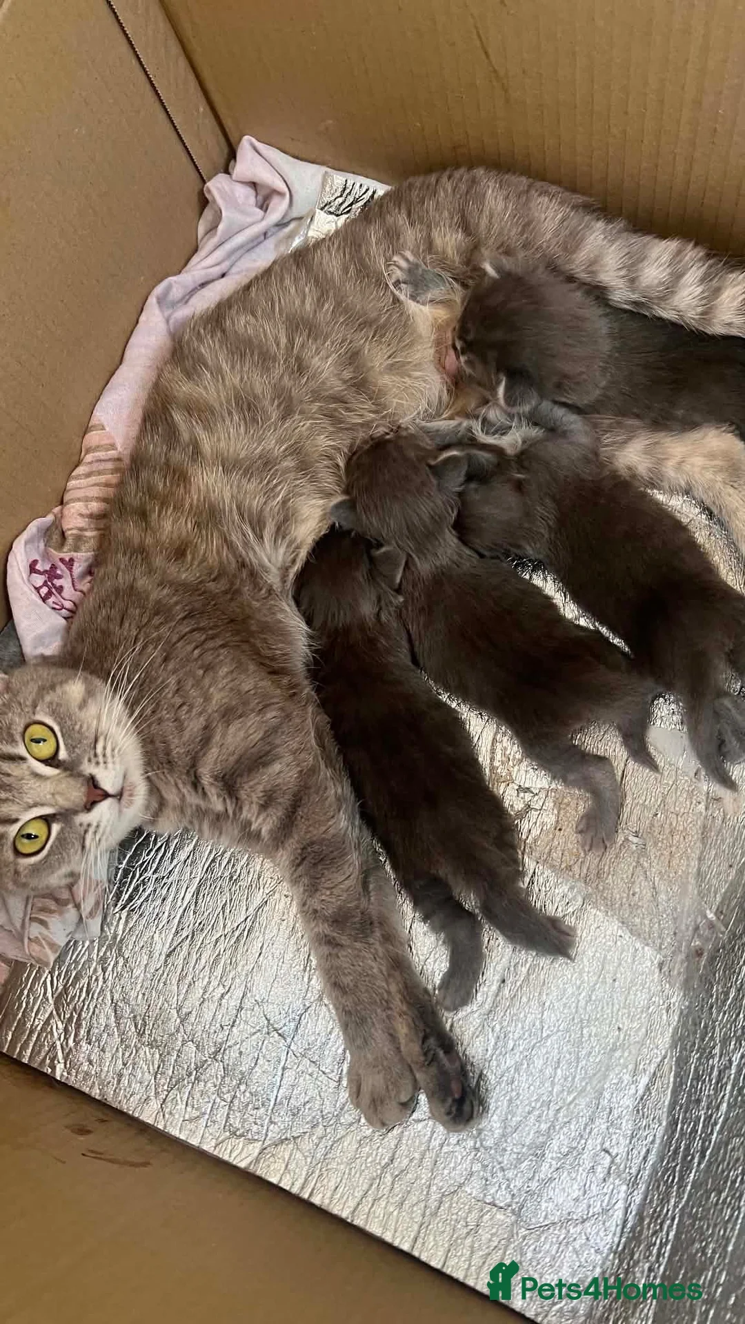 Mixed Breed cats for sale: British Shorthair mix in Leicester - Advert 4