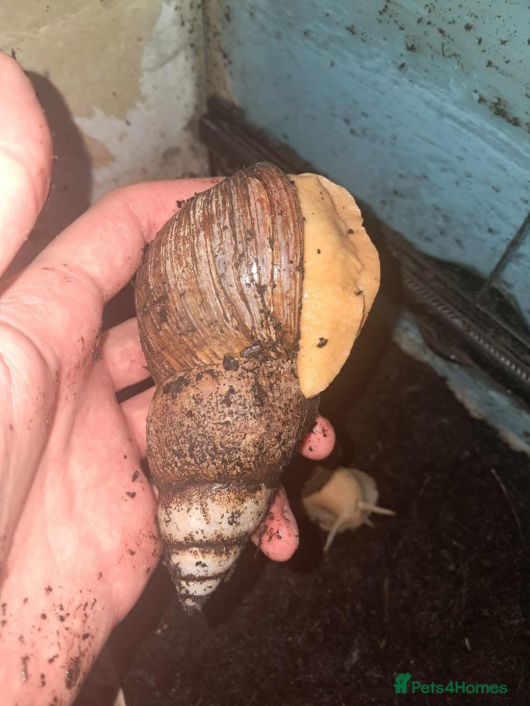 Snails invertebrates for sale: Large Albino Land Snails x3 Free - Image 1