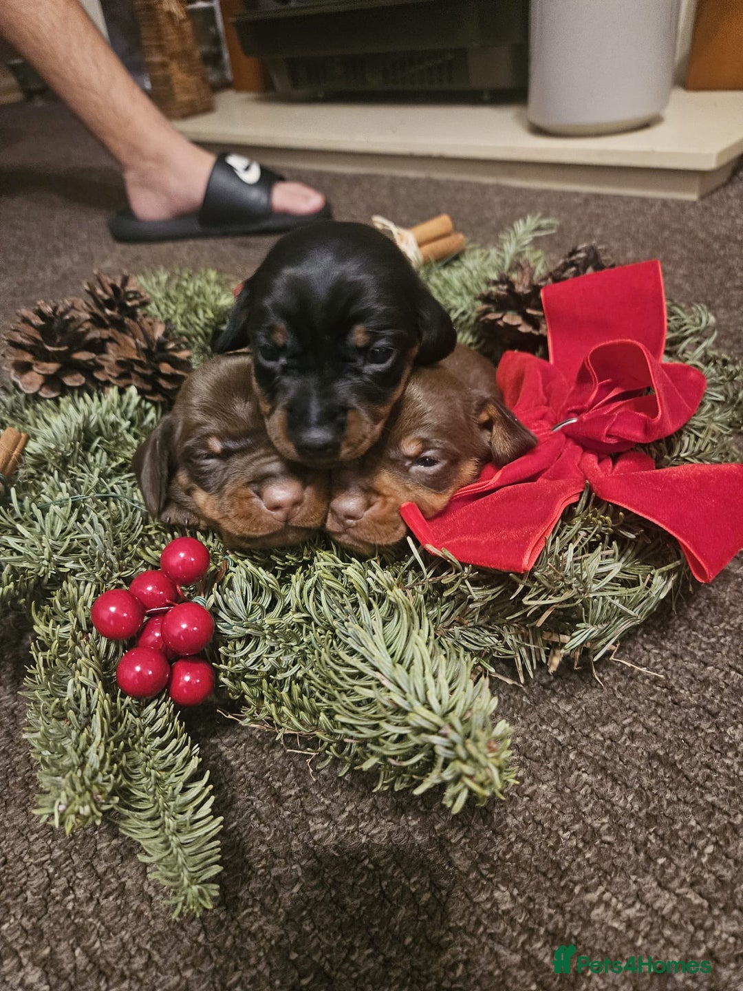 Miniature Dachshund dogs for sale: Gorgeous  **  for  **  dachshund puppy 🐶  - Advert 9