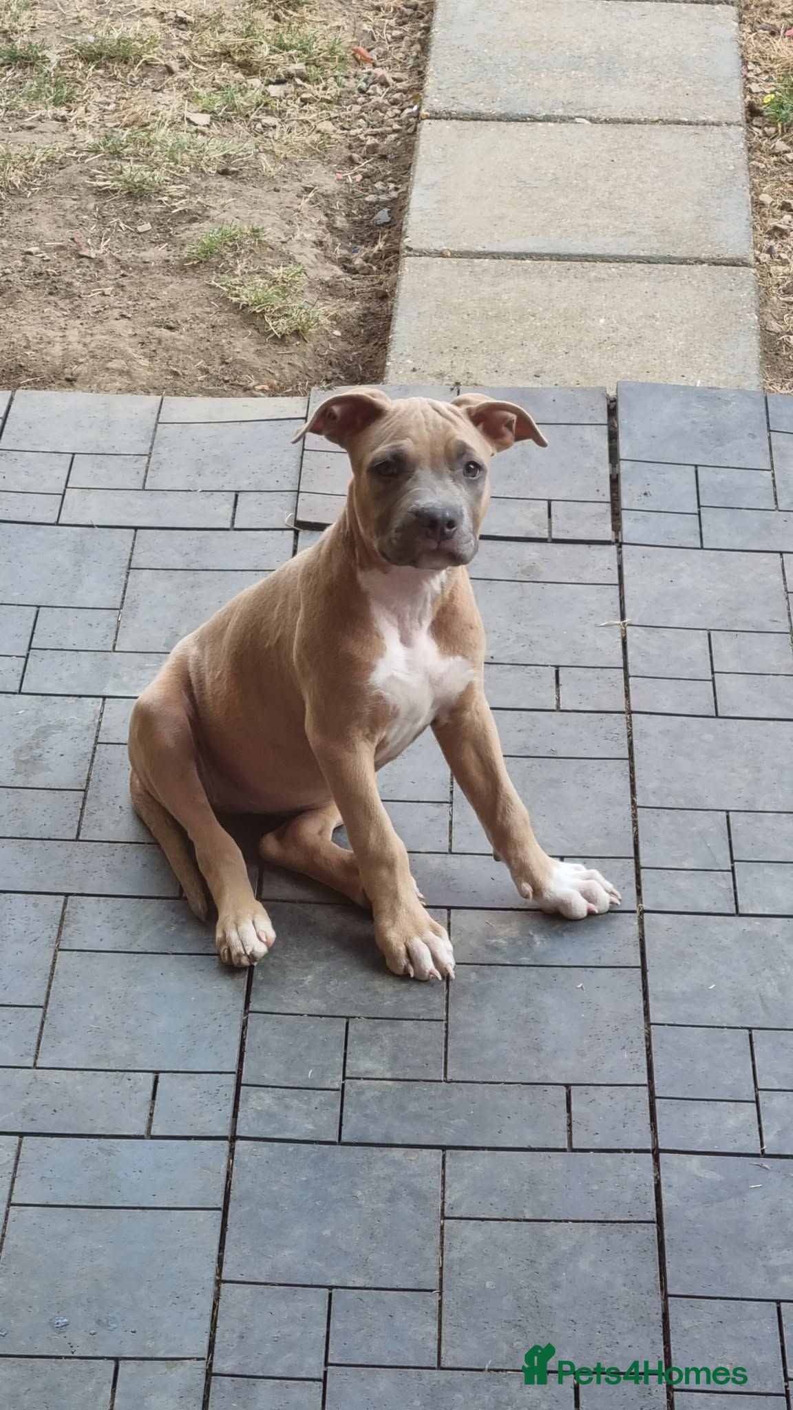 Staffordshire Bull Terrier dogs American Staffordshire terrier.ready to leave!!!  - Advert 1