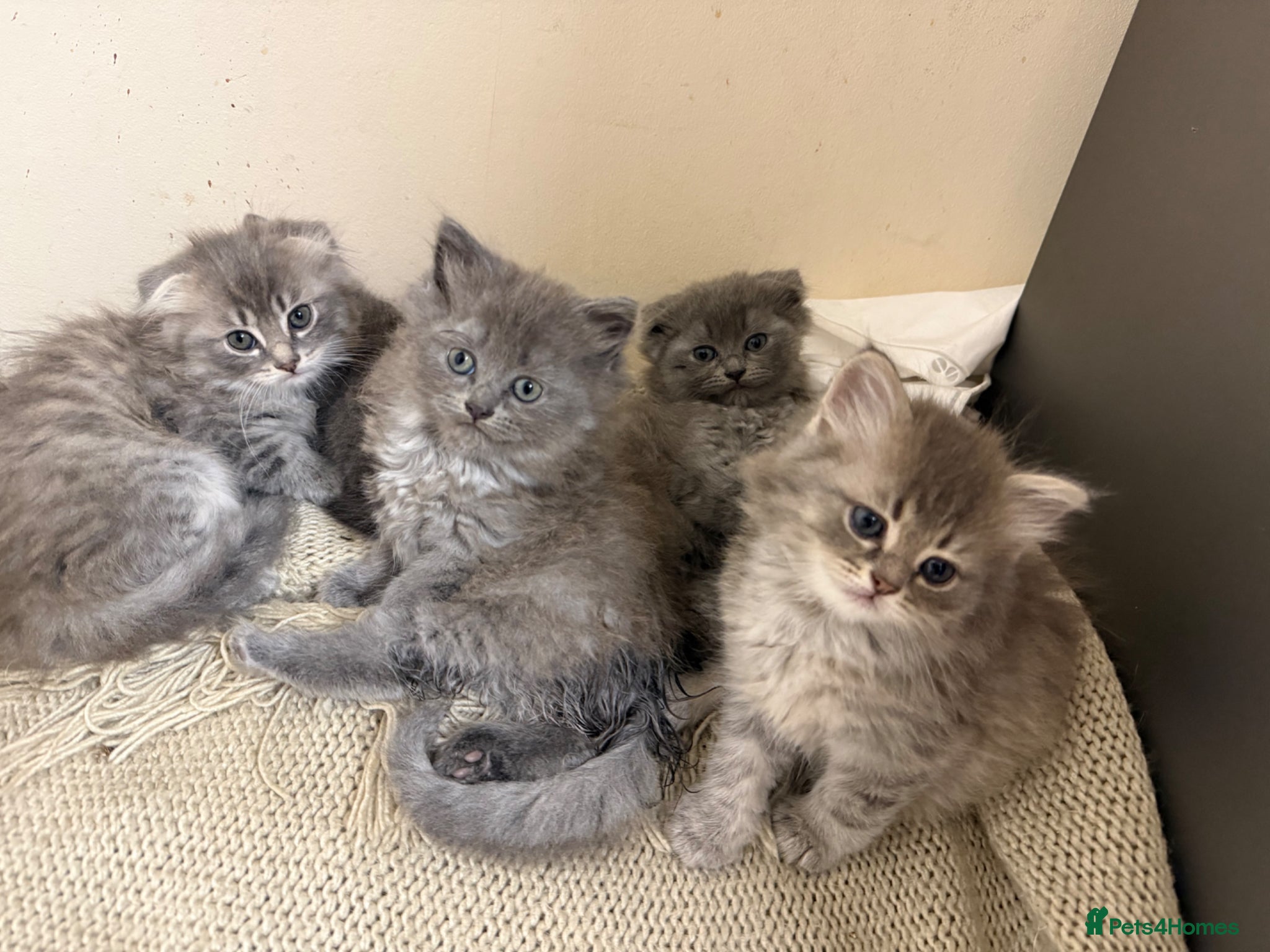 Scottish Fold cats Scottish fluffy kittens, ready for reservation  - Advert 12